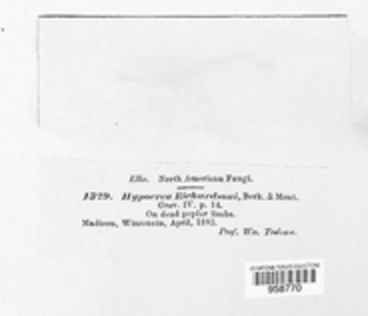 Hypocrea richardsonii image
